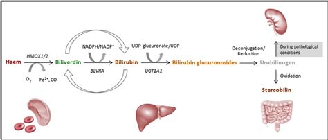 Bilirubin formation and excretion bilirubin, the principal pigment in bile, is derived from the breakdown of about 80% of bilirubin formed daily comes from the degradation of hemoglobin. Bile pigment metabolism-from haem to bilirubin Haemoglobin ...