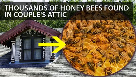 News Thousands Of Honey Bees Found In Attic Of Couple