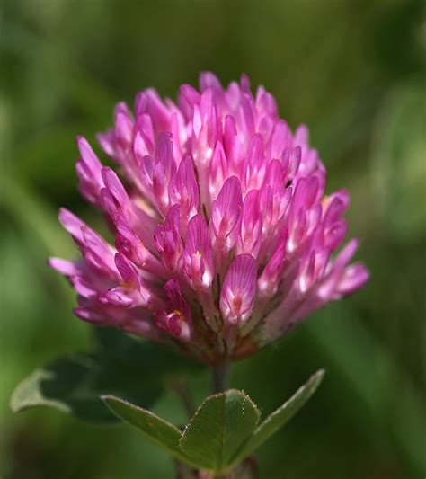 How Red Clover Benefits Your Health Uses And Dosage