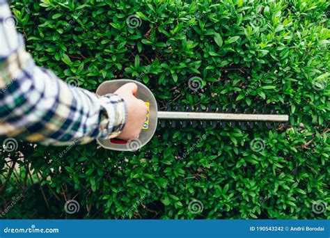 Man Cuts Hedges With A Brush Cutter Bush Hedging Process Stock Photo