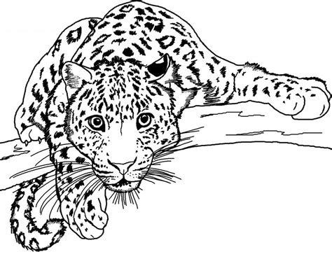 Dibujos De Jaguar Feliz Para Colorear Para Colorear Pintar E Imprimir