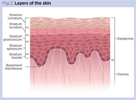Skin 1 The Structure And Functions Of The Skin Nursing Times