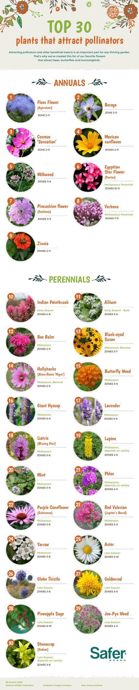 Butterflies typically visit flowers that are: Top 30 Plants That Attract Pollinators | Pollinator plants ...