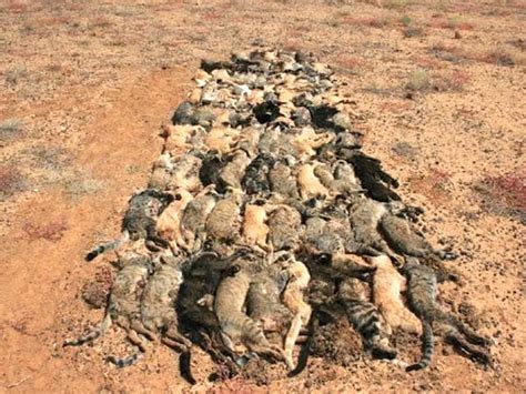 Australian Farmers And Hunters Shot An Estimated 158000 Feral Cats In