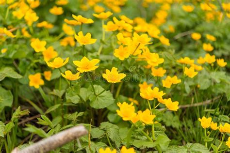 Yellow Spring Flowers Growing Stock Image Image Of Fluffy Grows