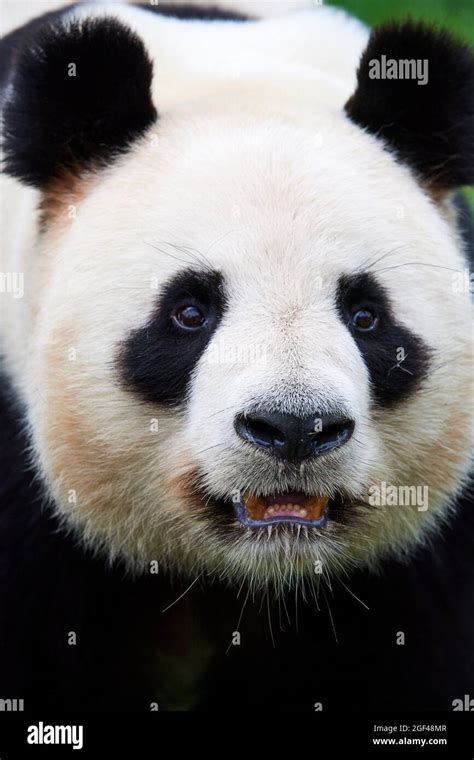 Giant Panda Male Portrait Ailuropoda Melanoleuca Captive Zoopark