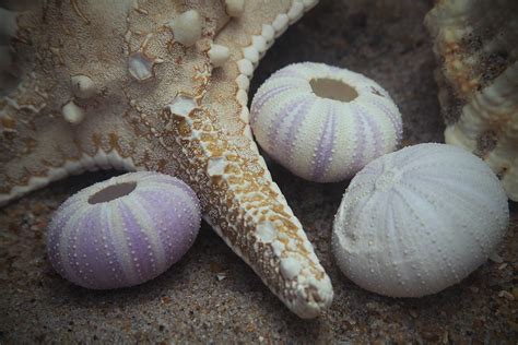 Sea Star And Sea Urchins Photograph By Cathy Lindsey