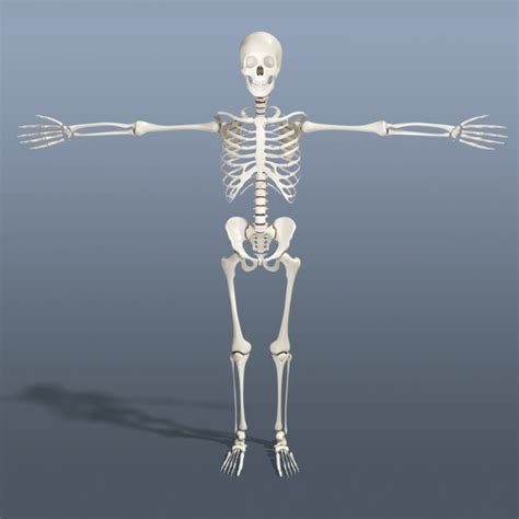 Human Skeleton 3d Model 20 Ma Obj Fbx Free3d