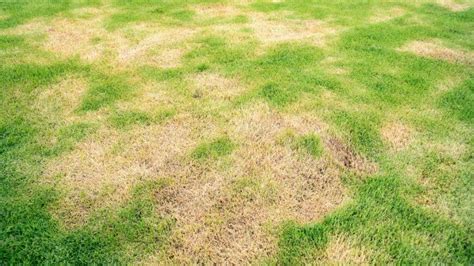 My Lawn Looks Sick What Do I Do Lone Star Turf
