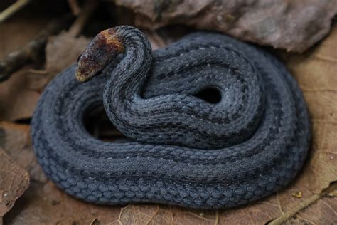 Northern Red Bellied Snake Storeria Occipitomaculata Occi Flickr