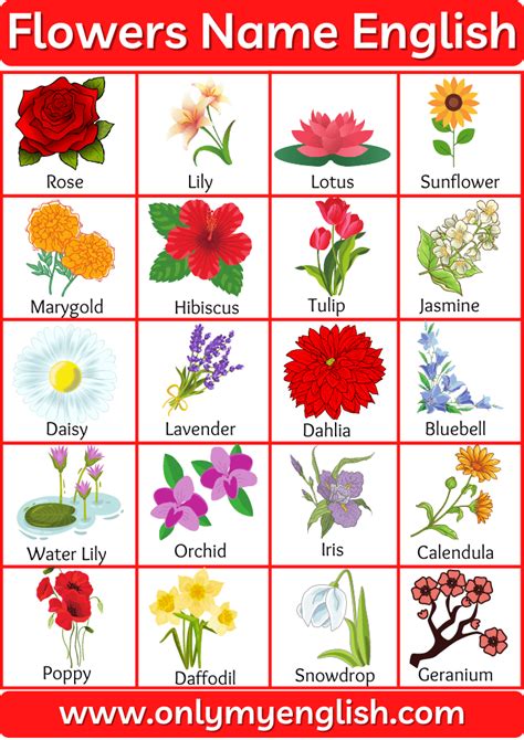 Pictures Of Indian Flowers With Names