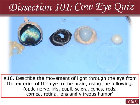 Cow Eye Quiz Dissection 101 Click Ppt Download