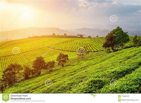 Amazing View Of Tea Plantation Scenic Summer Rural Landscape Stock