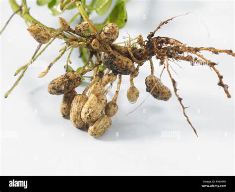 Groundnut Plants Showing The Roots And Groundnuts Attached Stock Photo