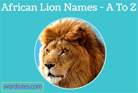 African Lion Names A To Z Aesthetic Names Word Tutes