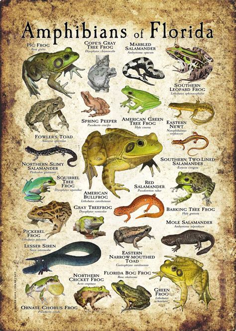 Amphibians Of Florida Poster Print