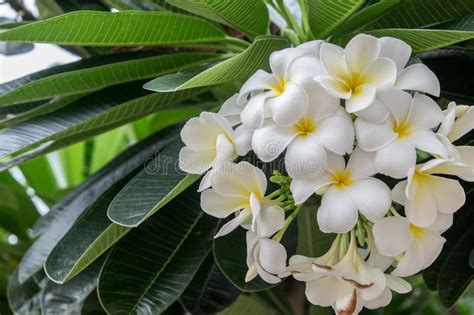 Frangipani Flower Lilawadee Stock Image Image Of Thailand Blooming