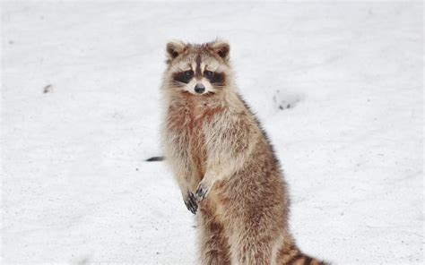 Do Raccoons Hibernate In The Winter Birds And Wild