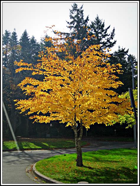 Katsura Tree In Fall Colours The Katsura Cercidiphyllum J Flickr