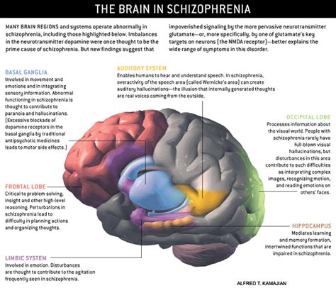 Schizophrenia Studying The Brain