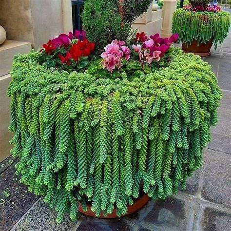 Donkey Tail Planter Succulent Landscaping Succulent Gardening Cacti