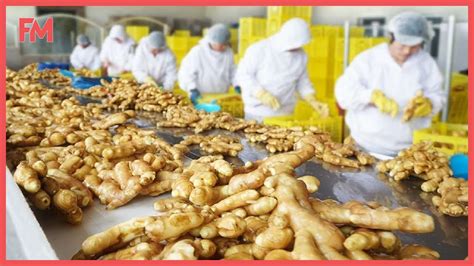 Amazing Modern Ginger Farming Technology Modern Ginger Processing