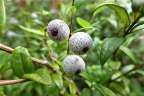 Midyim Berry Austromyrtus Dulcis Growing Guide Agt