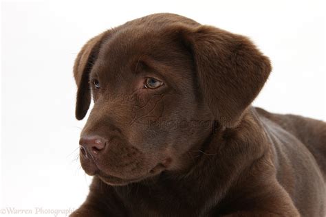 Dog Chocolate Labrador Pup 3 Months Old Photo Wp23080