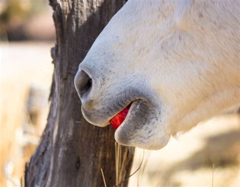 Best Horse Eating Apple Stock Photos Pictures And Royalty Free Images