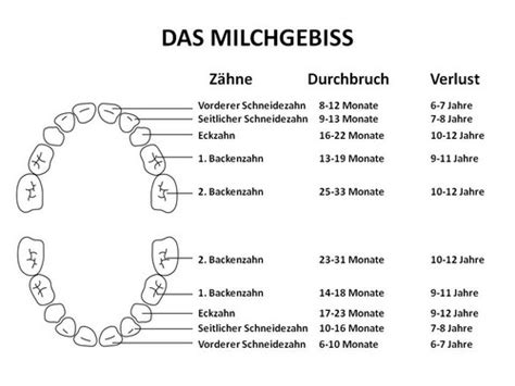 Schon in der sechsten bis achten schwangerschaftswoche bilden sich beim embryo aus der zellschicht, die später obere und untere hintere backenzähne. Zahnen: wenn Babys erste Zähne kommen - Symptome & Hilfe