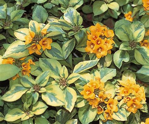 When full sun isn't an option, use these hardworking name: flowering evergreen shrubs for zone 7 | ... congestiflora ...