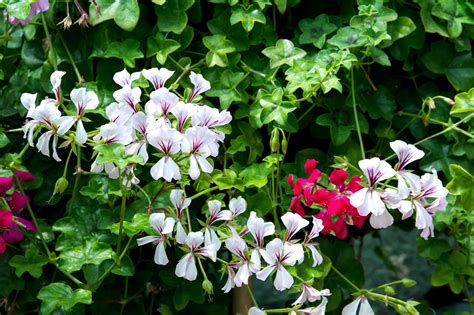 Fab Tips On Shrub Identification Evergreen And Flowering