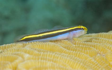 Yellownosegoby Tusen Takk Ii