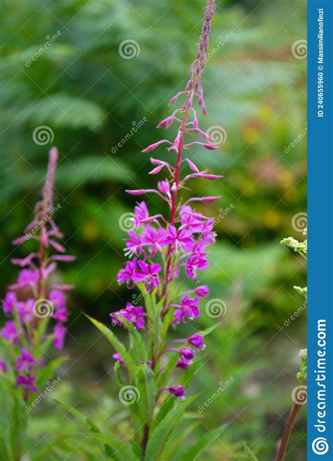 Violet Wildflower Of Fireweed Chamaenerion Angustifolium Stock Photo