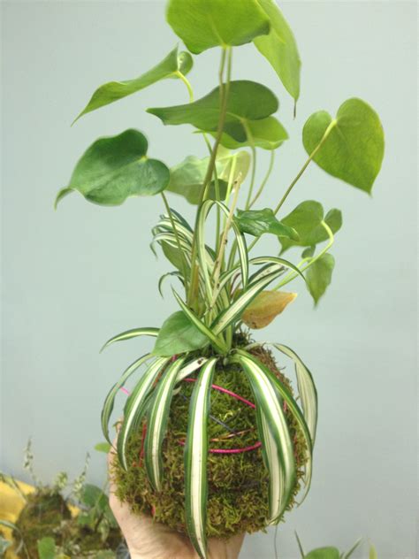 Kokedama or japanese moss ball is a favourite among plant decoration enthusiasts who are also passionate about sustainability. Kokedama moss ball: How to start a vertical garden ...
