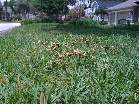 Whatever the reason, once the decision has been made to remove an old st augustine lawn, the next question arises how to do this quickly and effectively. A condition known as looping in St Augustine grass. The stolons are lifting up. | Florida Lawn ...