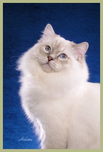 Enter your email address to receive alerts when we have new listings available for cats for sale in northern ireland. Male Ragdoll Cats for Sale South Carolina | Riterags Ragdolls