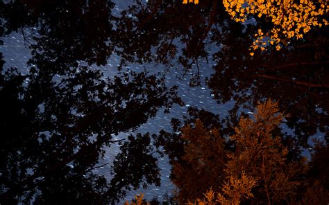 Download Wallpaper 3840x2400 Trees Branches Starry Sky Stars Blur