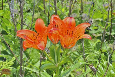 Wild Lily Lilium Pensylvanicum 5 Stock Image Image Of Outdoors