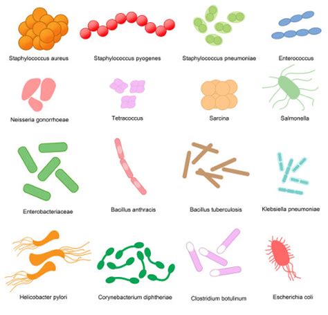 Classificação Das Bactérias Biologia Net