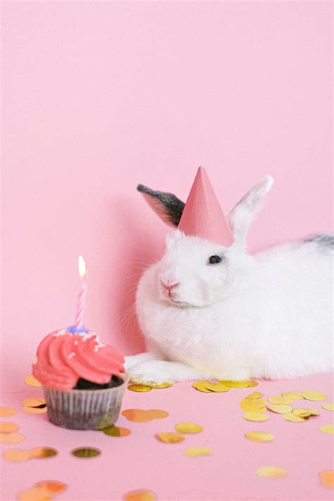 75 Rabbit Birthday Captions For Instagram