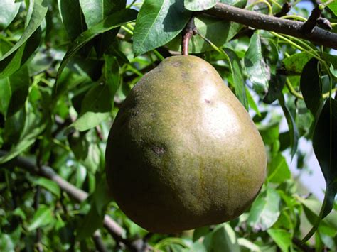 Pear Winter Cole