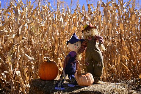 Two Cute Scarecrows With Pumpkins In The Dry Corn Field Photograph By