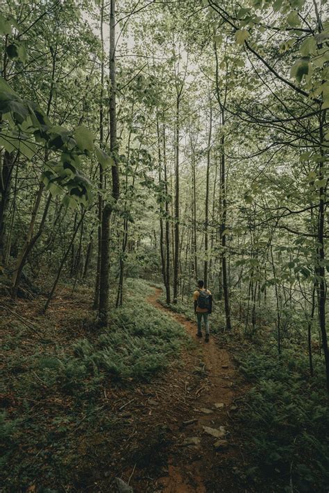 Winding Path Pictures Download Free Images On Unsplash