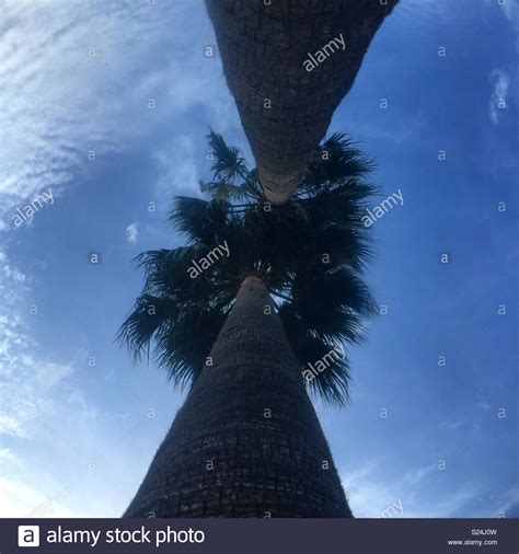 Worms Eye View Palm Trees Stock Photo Alamy