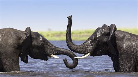 Two Elephants Talking In Water Wild Animals Wallpaper Download 5120x2880