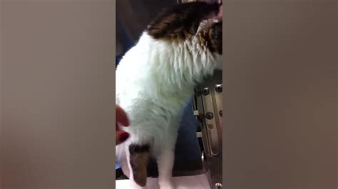Lucille II-Adoptable cat at the Irving Animal shelter - YouTube