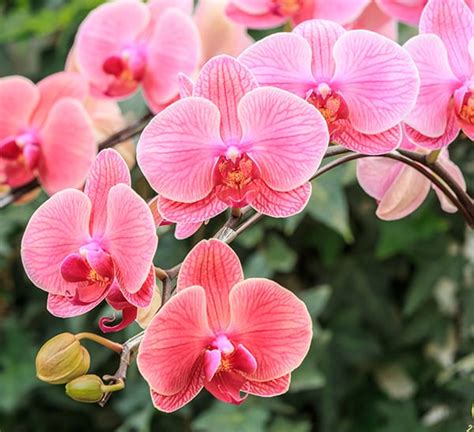 The moth orchid or phalaenopsis orchid is one of the most popular modern day houseplants. Phalaenopsis Orchid | Calloway's Nursery