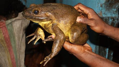 Worlds Largest Frogs Are So Big They Build Their Own Ponds