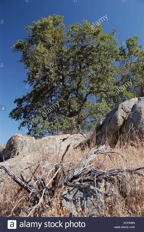 Download This Stock Image Live Oak Granite Boulders And Dry Grass In